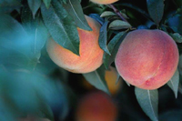 Pesche di Castrofilippo