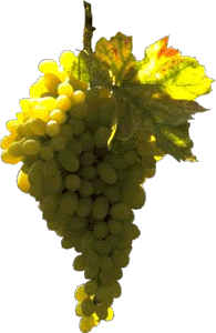 Uva ITalia d Castrofilippo